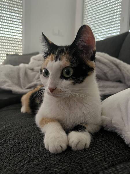 Lila