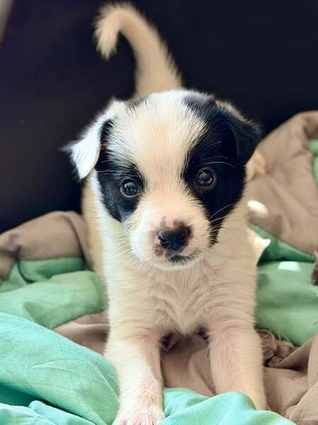 Suki