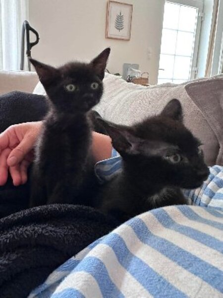 Bandana et biscoto