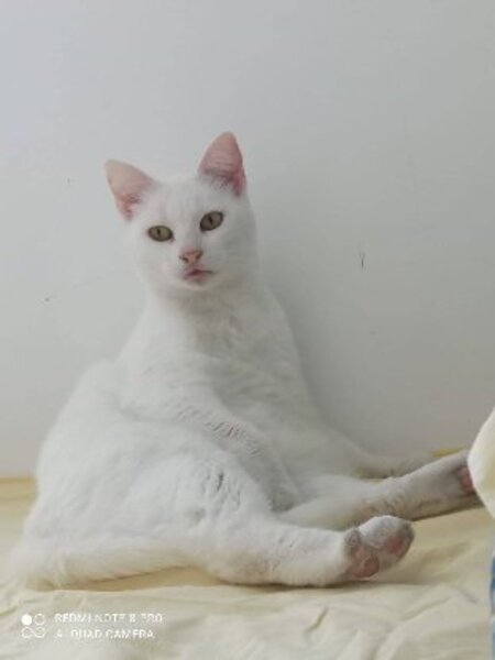 Blanquette