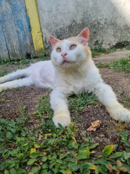 Eustache