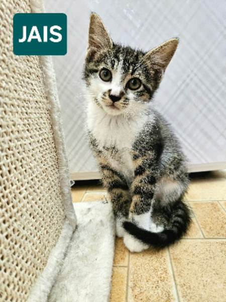 Jais frere de basalte et silex a en duo ou seul si déj