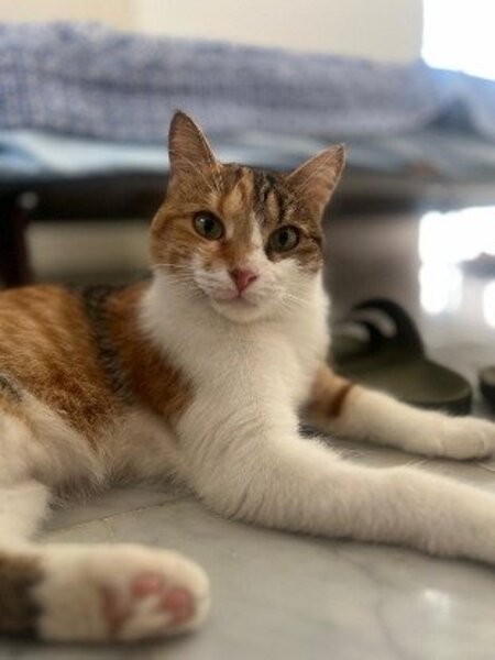 Mittens