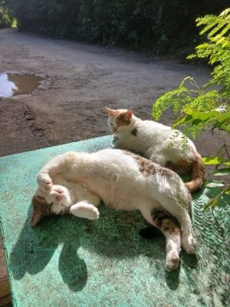 Monoeil & tiga