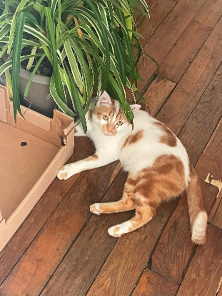 Noe, chat à adopter! 