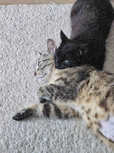 Noxie & grisouille