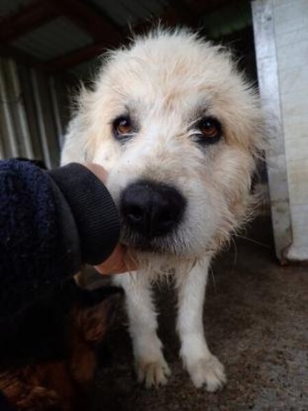 Hagrid