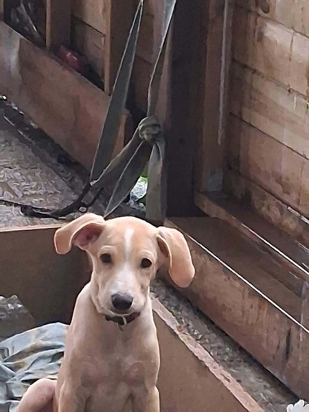 Biscuit