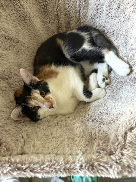 Nala