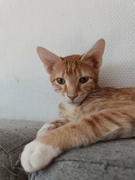 Sam
