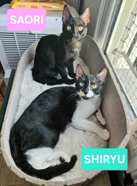Saori et Shiryu
