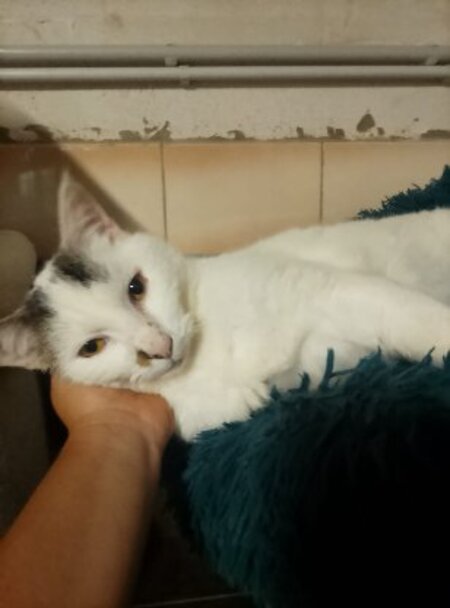 Pitou