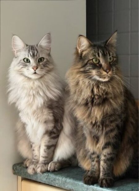 Maine et coon