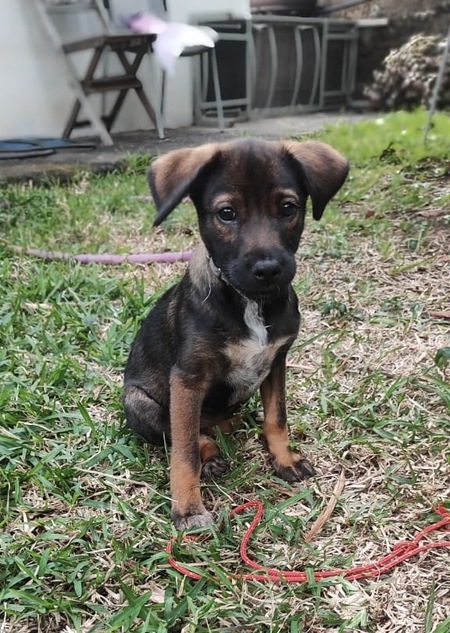 Nova