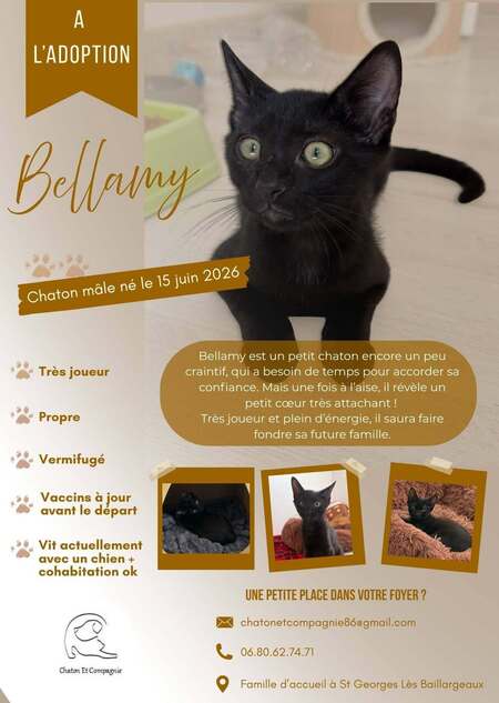 Bellamy