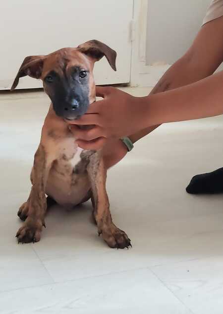 Junior 