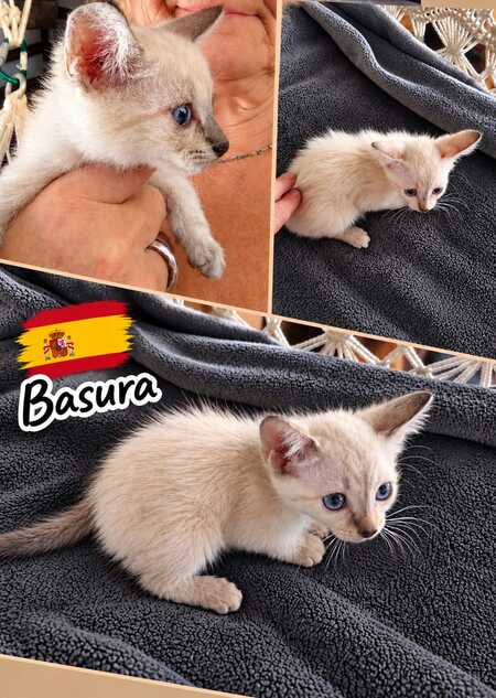 Basura