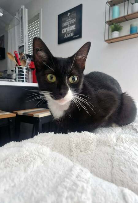 Adéna