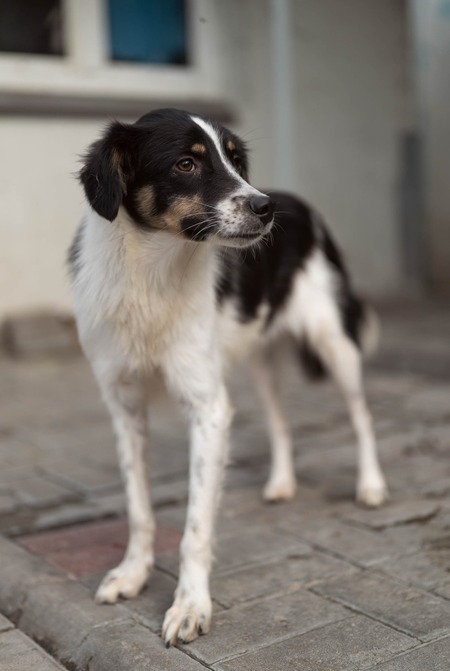 Farah