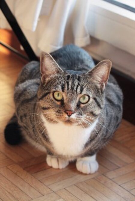 Hugo