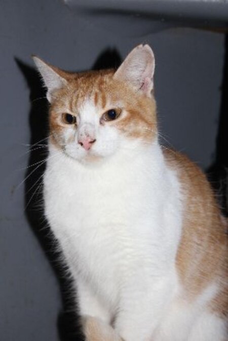 Ron