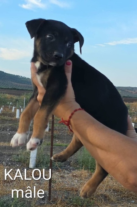 Kalou