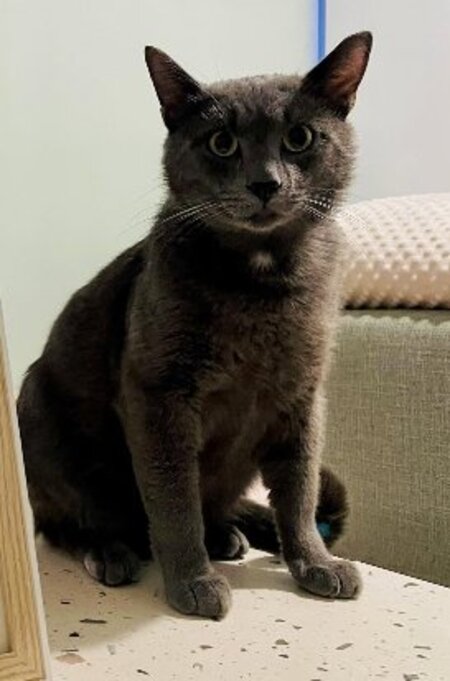 Gavroche