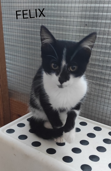 Felix