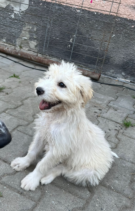 Eira