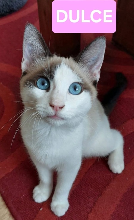 Dulce 