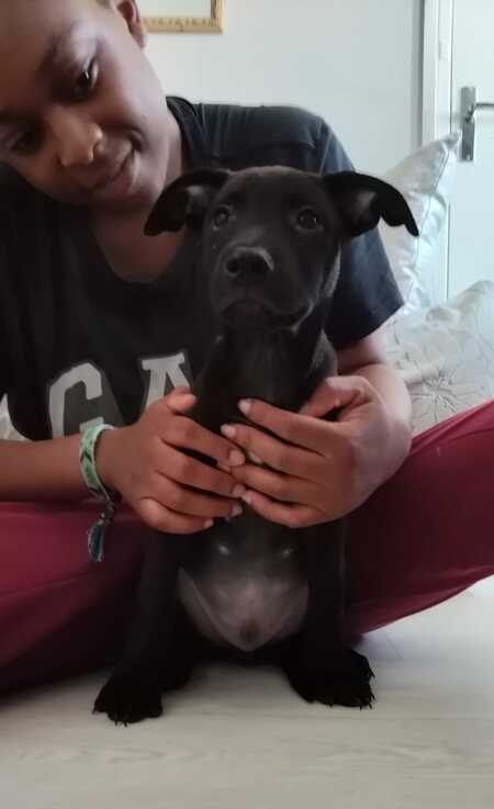 Brownie 