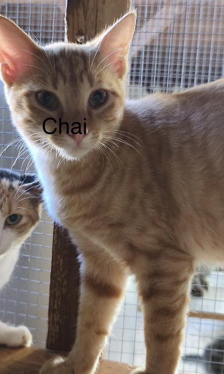 Chai