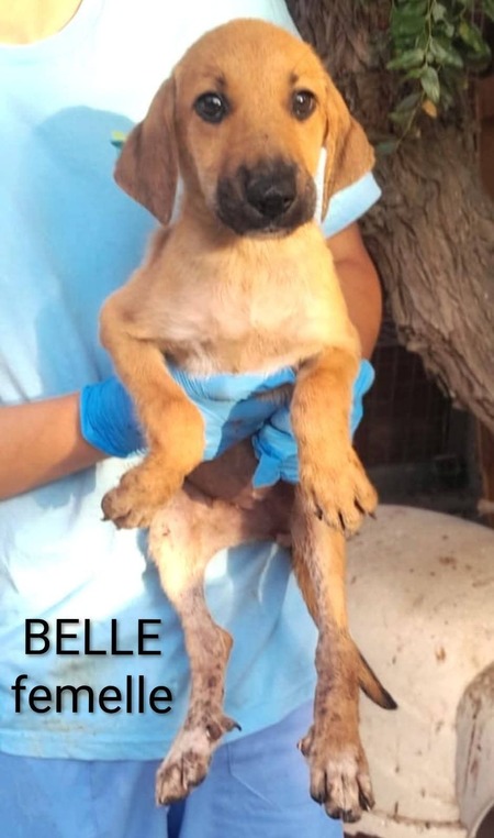 Belle 
