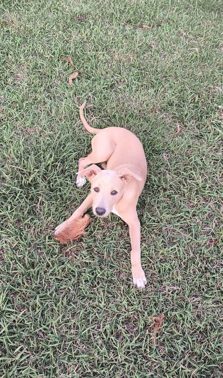 Mika
