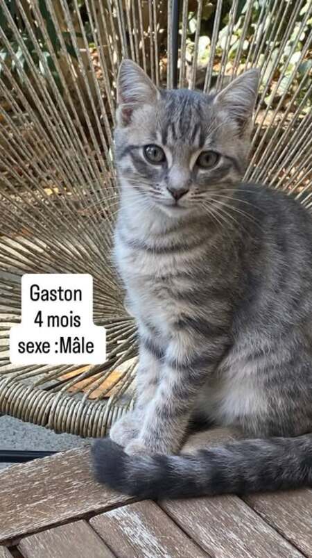 Gaston