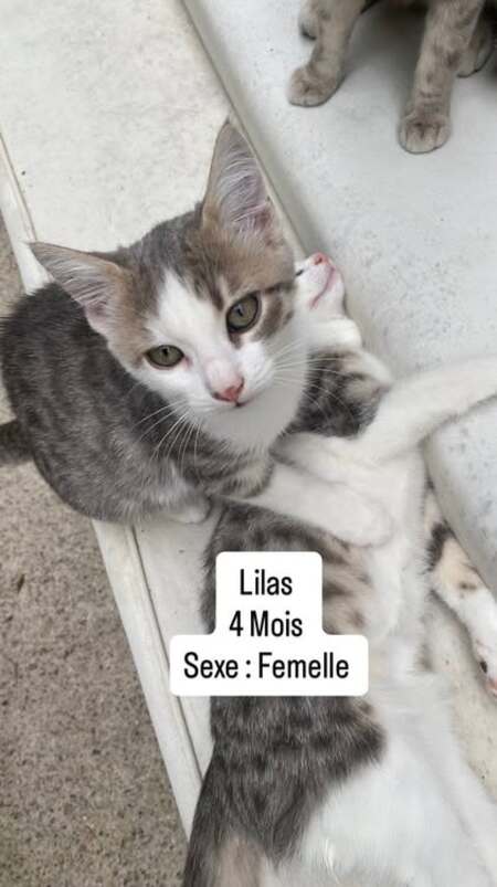 Lilas