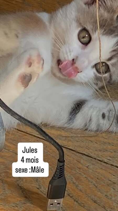 Jules