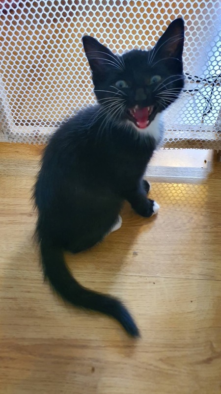 Bolt 