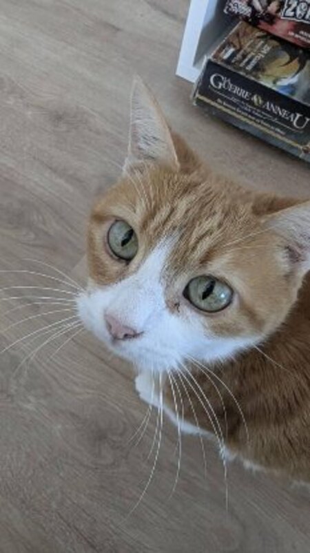 Babou