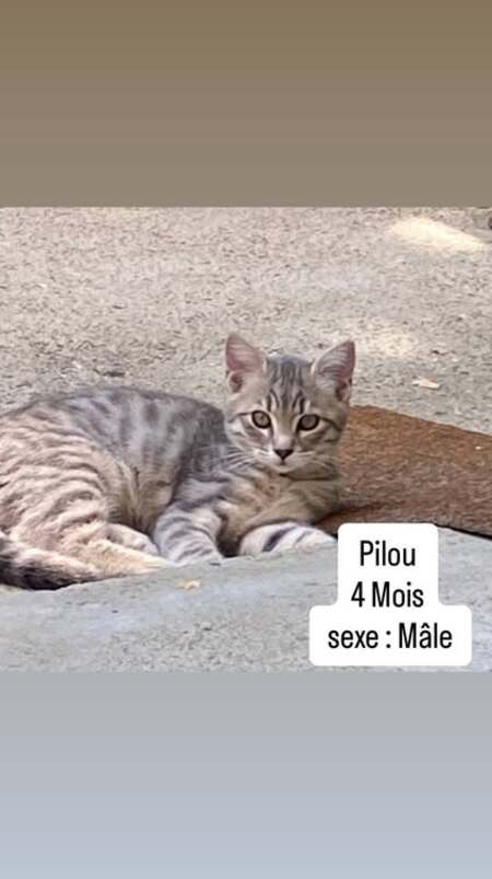 Pilou