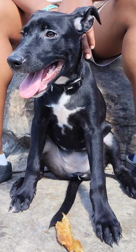 Stella