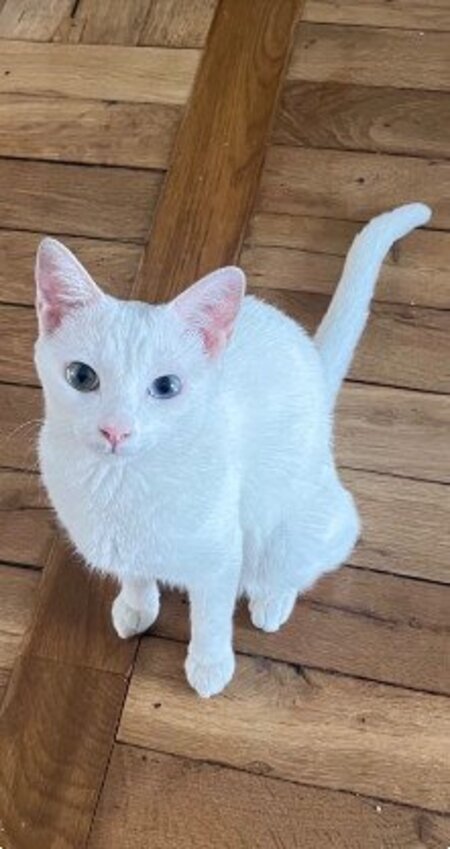 Yuki