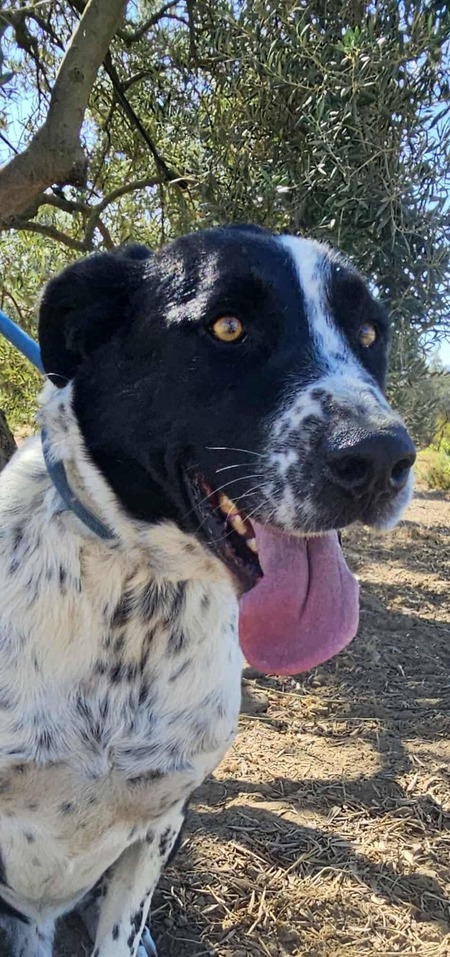 Auro