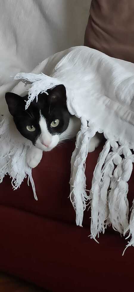 Minouchka 