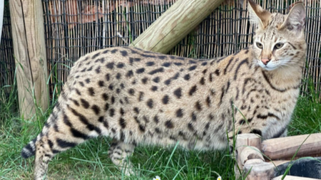 Peut-on adopter un chat Savannah en France ? Ce que dit la loi