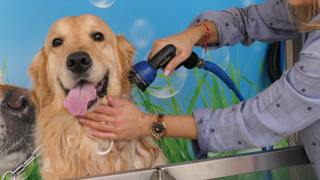 Stations de lavage pour chiens : pourquoi en abuser peut nuire à leur bien-être