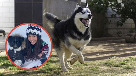 Peut-on laisser son chien dehors en hiver ? La story Instagram de Nina Dobrev qui relance le débat