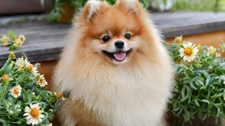 Le Poméranian : cette race de petit chien "peluche" cache une réalité pas si mignonne
