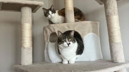 Pourquoi les chats aiment-ils tant se percher en hauteur ?