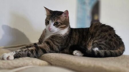 Adoption Nez-Nette : « Après un long combat, cette petite chatte espère enfin une vie paisible »